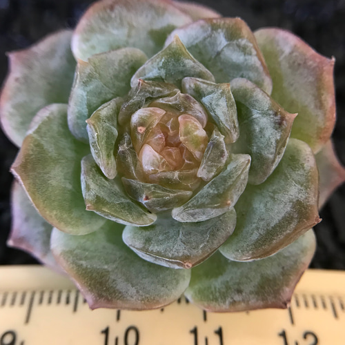 新種 多肉植物 エケベリア 中心ジャム系 シュガーハート 新種 多肉植物 エケベリア 中心ジャム系 シュガーハート