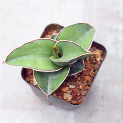 サンスベリア ロリダ 斑入り アガベ ユーフォルビア エケベリア 激レア