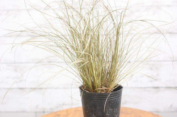 秋色です♡ 寄せ植え♪にかかせない＾＾。カレックス コマンス
