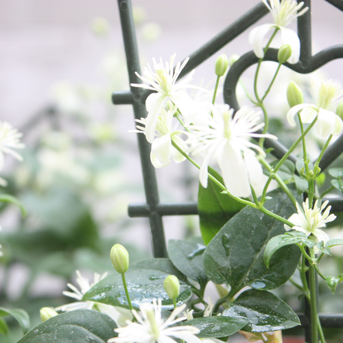 クレマチス♡ ターニフローラ♪（仙人草）白い小花が可愛い♪ 3号1鉢