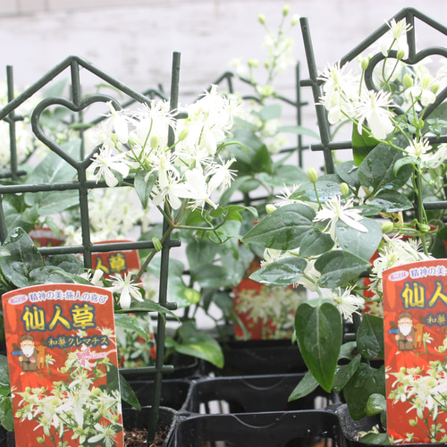 クレマチス♡ ターニフローラ♪（仙人草）白い小花が可愛い♪ 3号1鉢