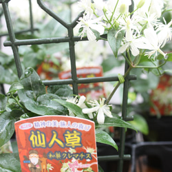 クレマチス♡ ターニフローラ♪（仙人草）白い小花が可愛い♪ 3号1鉢