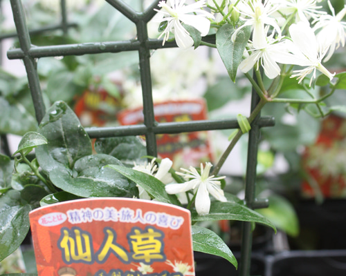 クレマチス♡ ターニフローラ♪（仙人草）白い小花が可愛い♪ 3号1鉢