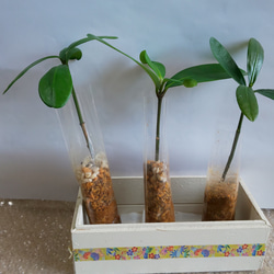 かわいいフクギの苗 3つセット。 その他インテリア雑貨 kinrei 通販  