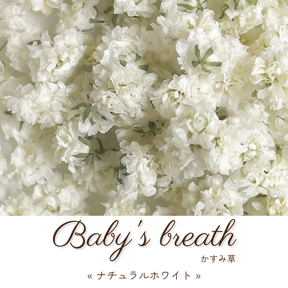 かすみ草 ︎✿ ドライフラワー « ナチュラルホワイト » 1枚目の画像