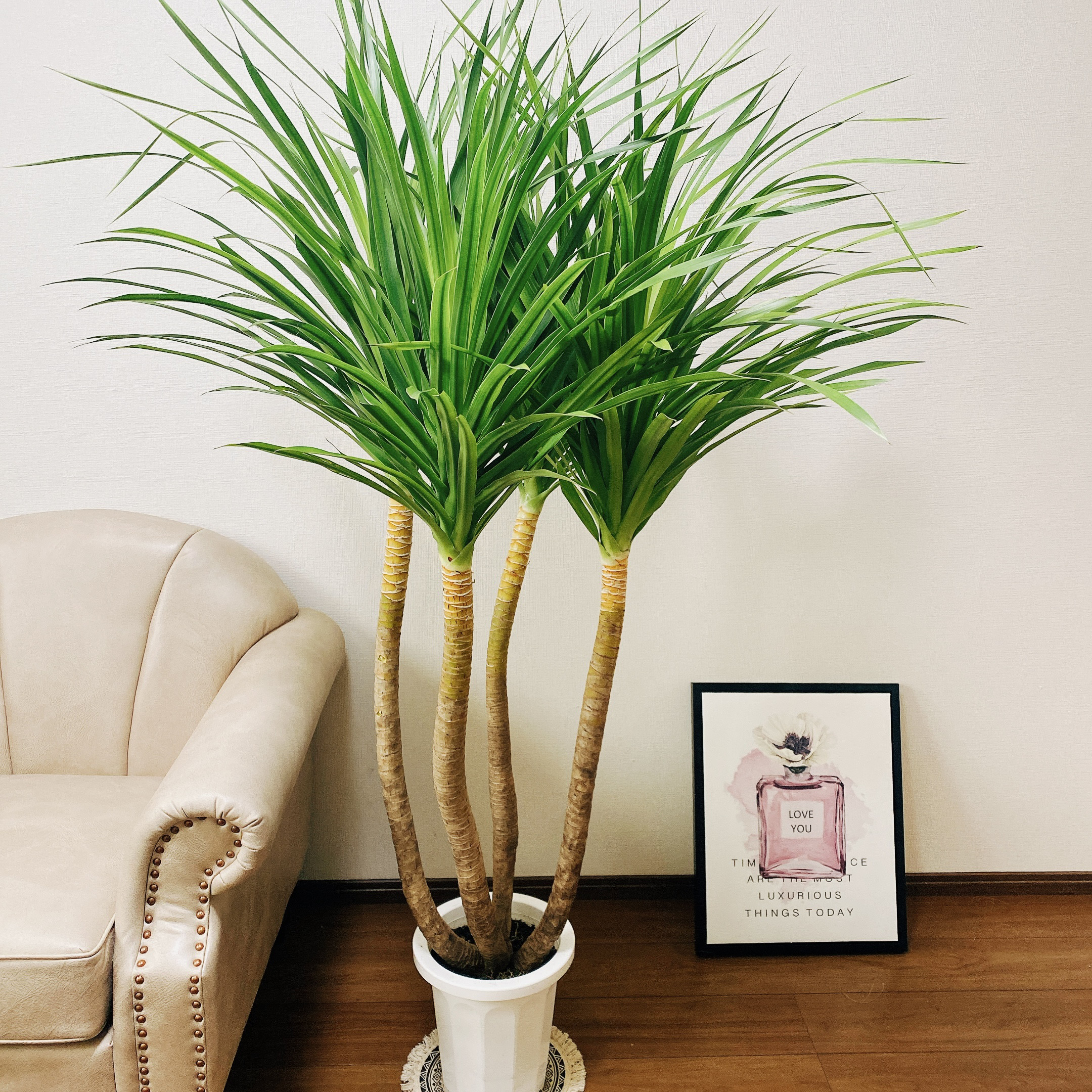現品］【希少】ドラセナ カンボジアーナ 8号 観葉植物 室内 大型