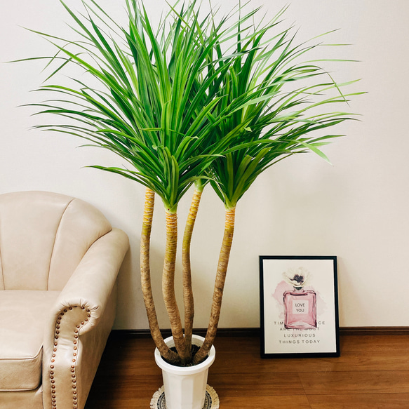 憧れの 現品］【希少】ドラセナ カンボジアーナ 8号 観葉植物 室内 大型 その他観葉植物