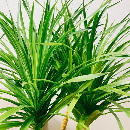 現品］【希少】ドラセナ カンボジアーナ 8号 観葉植物 室内 大型