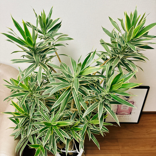 ［現品］【希少】9番　ドラセナ　グリーンソング　オキナワ　8号　観葉植物　レア 現品］【希少】9番 ドラセナ グリーンソング オキナワ 8号 観葉