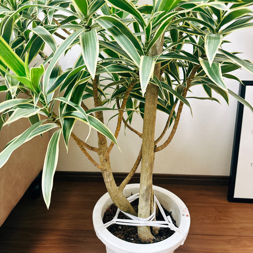 ［現品］【希少】9番　ドラセナ　グリーンソング　オキナワ　8号　観葉植物　レア ドラセナ グリーンソング オキナワ 【サイズ】8号サイズ 【商品