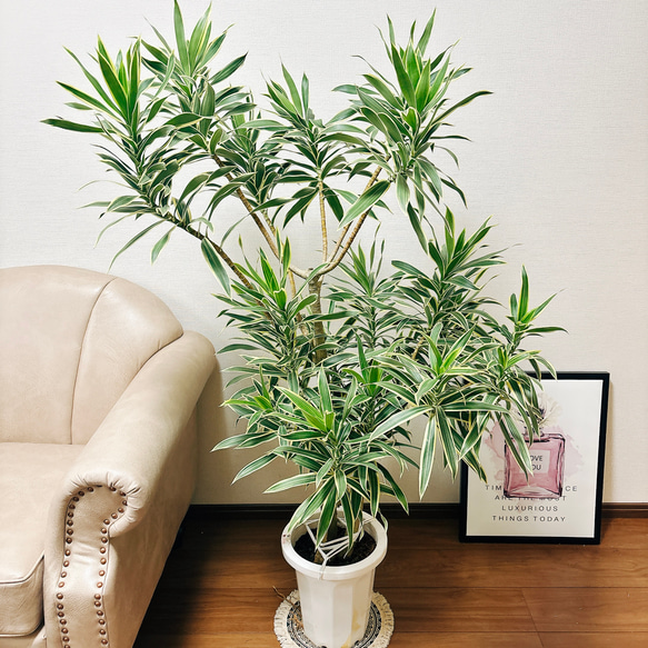 ［現品］【希少】9番　ドラセナ　グリーンソング　オキナワ　8号　観葉植物　レア 現品］【希少】9番 ドラセナ グリーンソング オキナワ 8号 観葉