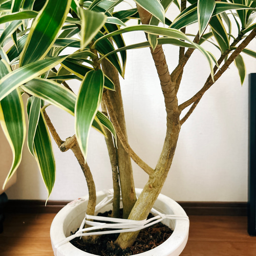 ［現品］【希少】9番　ドラセナ　グリーンソング　オキナワ　8号　観葉植物　レア 現品］【希少】9番 ドラセナ グリーンソング オキナワ 8号 観葉