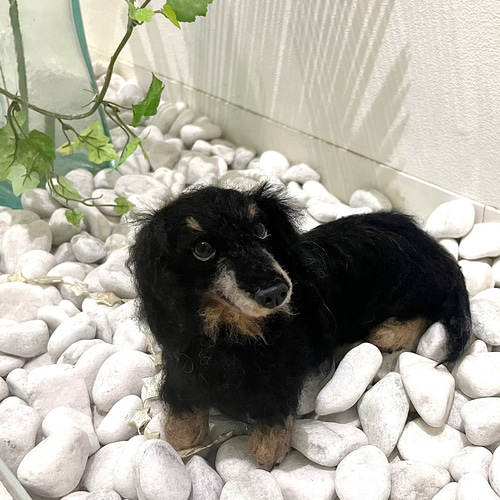 世界でたった一つ♡ダックス♡ずっとそばに オーダー♡大切な家族♡M 