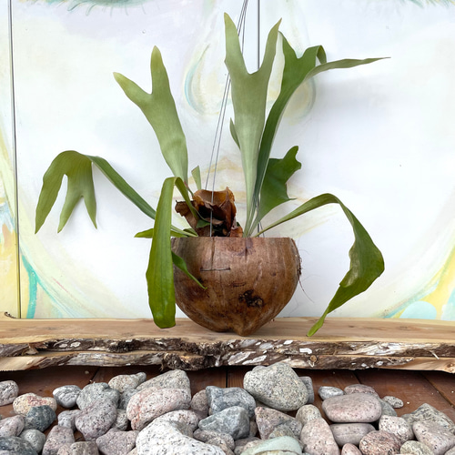 ビカクシダ オシャレ ヤシの実の鉢 吊り下げ その他インテリア雑貨