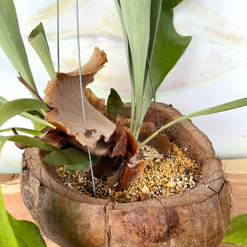 観葉植物】ビカクシダ ココヤシ鉢