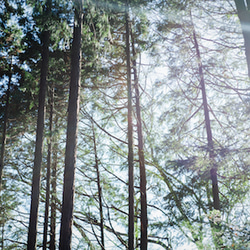 【生道具（きどうぐ） / 板　小さめ】インテリア｜エシカル｜自然素材｜木のある暮らし｜ギフト｜東京の森からお届け 4枚目の画像