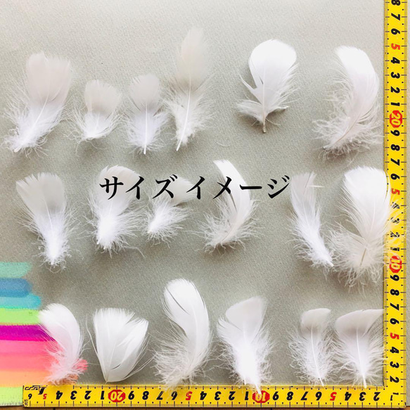 再入荷【FS18濃ピンク】羽  フラワーシャワー コキール 花吹雪 鳥の羽根 5枚目の画像