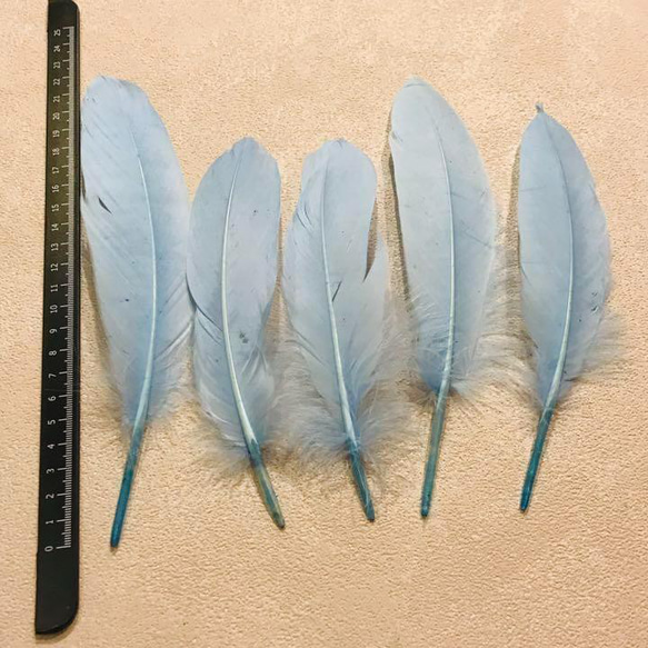 【GB14スカイ】ガチョウ 羽根 大 5枚 フェザー 鳥の羽根 素材 羽 2枚目の画像