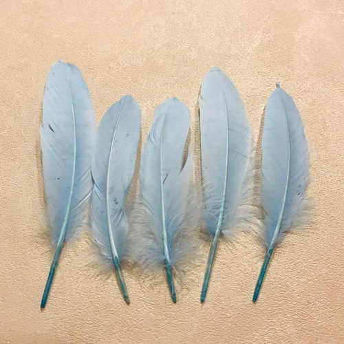 GB14スカイ】ガチョウ 羽根 大 5枚 フェザー 鳥の羽根 素材 羽 その他