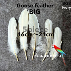 【GB8アイボリー】ガチョウ 羽根 大 5枚 フェザー 鳥の羽根 素材 羽 1枚目の画像