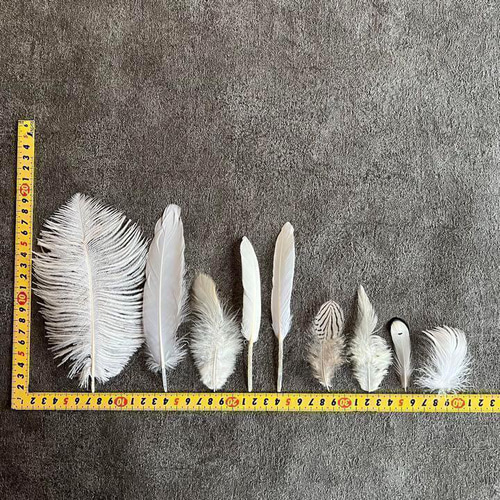 ホワイトセット】白 フェザー 鳥の羽根 キジ 羽 鳥