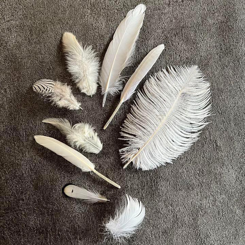 鳥の羽 羽毛 化石 鳥の羽 羽毛 化石
