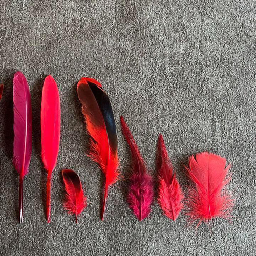 レッドセット】赤 フェザー 鳥の羽根 キジ 羽 鳥 オーストリッチ