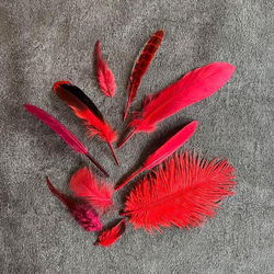 【レッドセット】赤 フェザー 鳥の羽根 キジ 羽 鳥 オーストリッチ ガチョウ 6枚目の画像