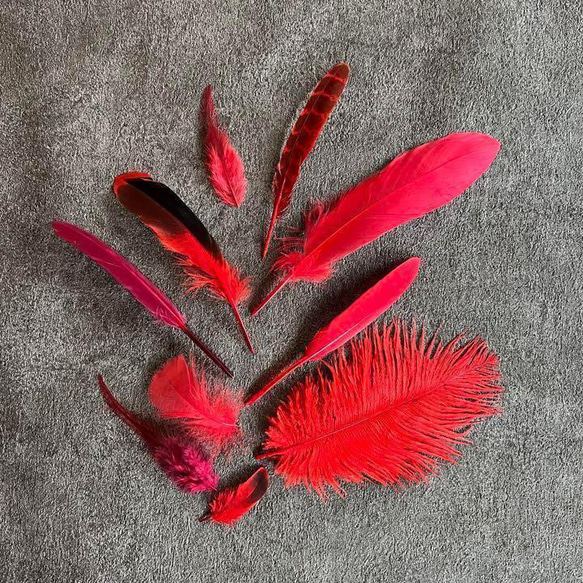 【レッドセット】赤 フェザー 鳥の羽根 キジ 羽 鳥 オーストリッチ ガチョウ 6枚目の画像