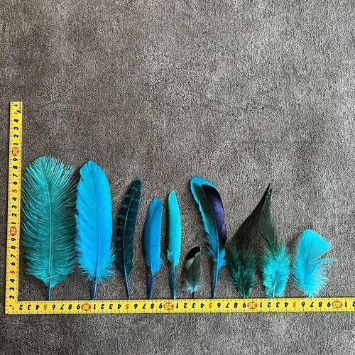 【超希少！】天然 オシドリの羽 「銀杏羽」野鳥 羽根 鳥の羽根 額縁入り オシドリの銀杏羽 | 相模原市立博物館の職員ブログ