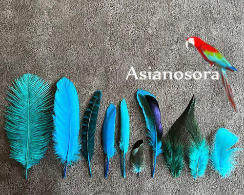 鳥の羽根　キジの翼と足 鳥の羽根 キジの翼と足 （森の自然誌：野鳥：野鳥リスト：サンケイ）