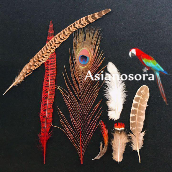 孔雀のペイントアート 赤いフレーム 色んな羽根】赤セット 孔雀 キジ 鳥 羽根 フェザー パーツ