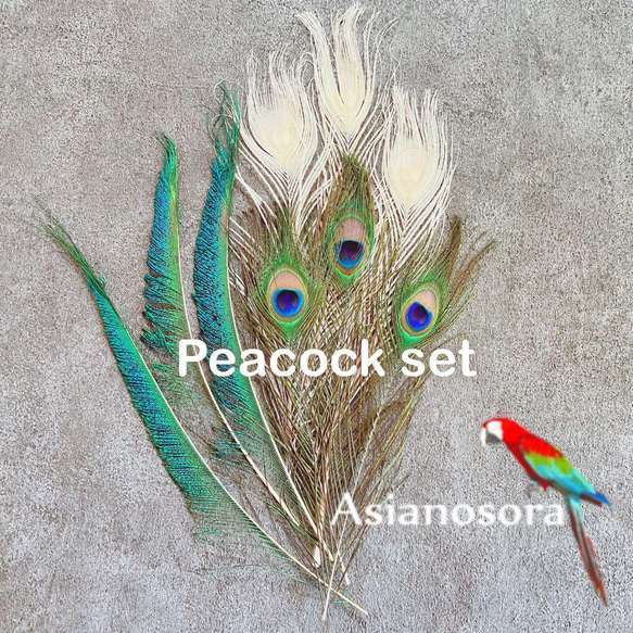 ❤️【クジャク3セット】❤️白 孔雀の羽　 剣  目玉  鳥の羽根 1枚目の画像