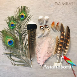 クジャク 10枚】孔雀の羽根 目玉 パーツ 鳥の羽根 インテリア その他