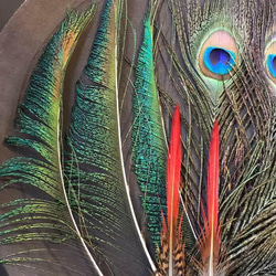 【色んな羽根2】フェザー 鳥 羽 クジャク 孔雀 キジ スワッグ ドライフラワー 4枚目の画像