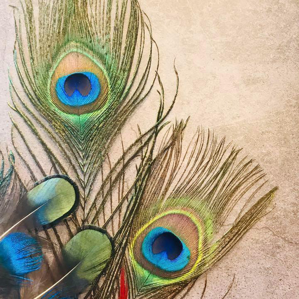 【色んな羽根8】フェザー 羽  孔雀 インテリア キジ スワッグ ドライフラワー 5枚目の画像