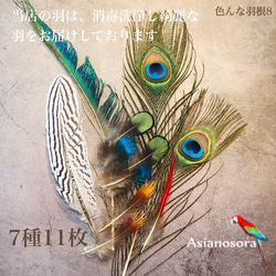 【色んな羽根8】フェザー 羽  孔雀 インテリア キジ スワッグ ドライフラワー 1枚目の画像