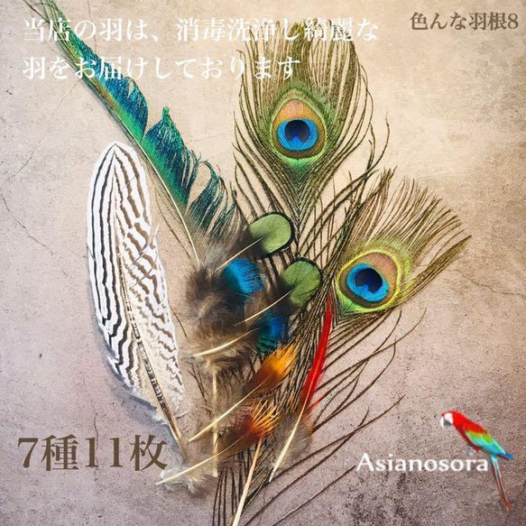 【色んな羽根8】フェザー 羽  孔雀 インテリア キジ スワッグ ドライフラワー 1枚目の画像