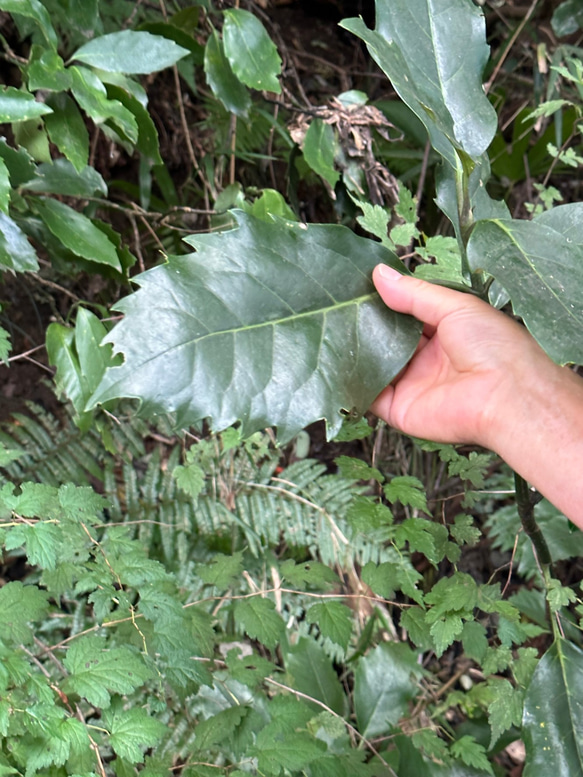 【オーダー】葉っぱの切り絵／大好きなペット（額付） 葉っぱ