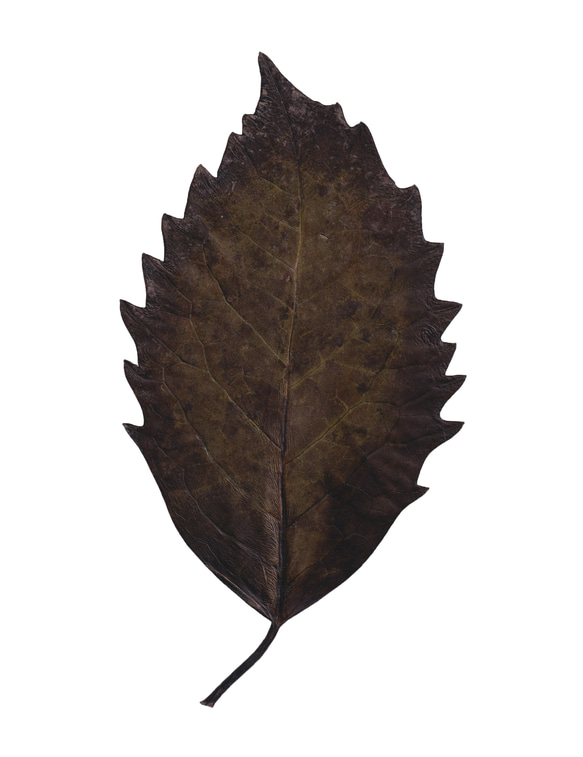 【オーダー】葉っぱの切り絵／大好きなペット（額付） 葉っぱ