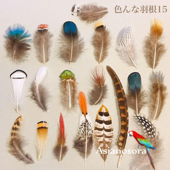 天然フェザー8色 ダサかっ 10枚 1710 鳥の羽根 鳥 羽 motif168