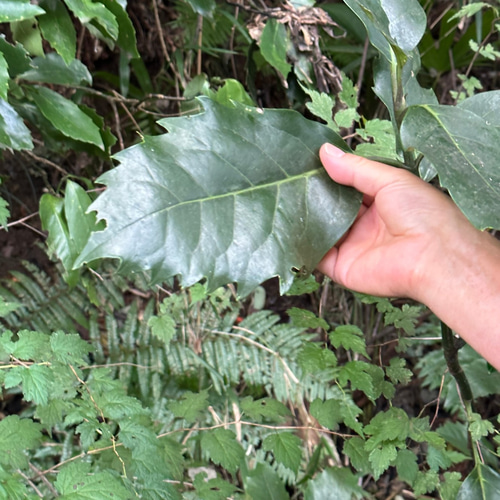 切り抜き絵、額付き、作者名入り 切り抜き絵、額付き、作者名入り