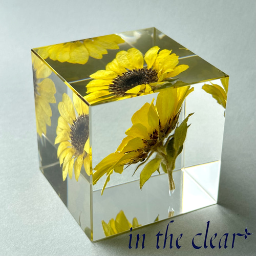 植物標本 ひまわり レモンイエロー レジン 6センチキューブ