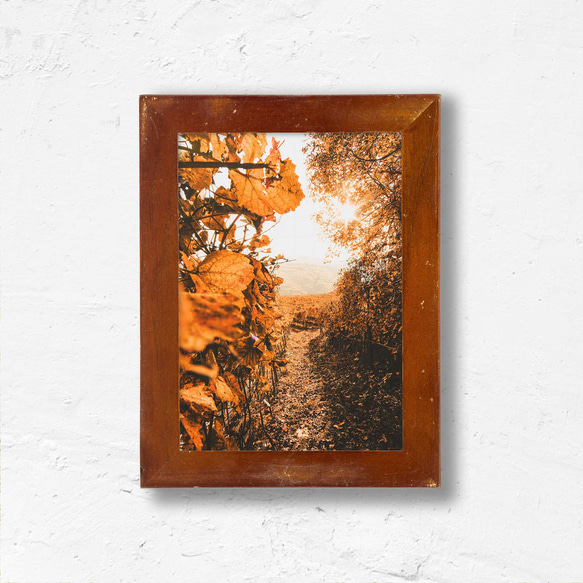 秋の金色に輝くヨーロッパのブドウ畑 夕日と紅葉の金色の秋葉 - 美しい風景ポスター おしゃれ 海外ポスター 2枚目の画像