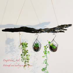 流木インテリア 黒く味のある造形の天然流木のハンガーラック 北欧 衣装掛け ハンギング 吊り下げ エアプラント 4枚目の画像
