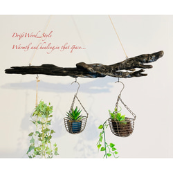 流木インテリア 黒く味のある造形の天然流木のハンガーラック 北欧 衣装掛け ハンギング 吊り下げ エアプラント 5枚目の画像