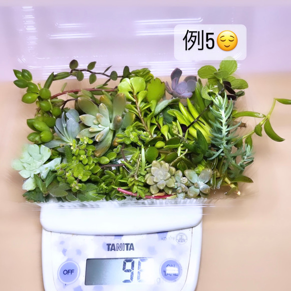 〜多肉植物カット苗詰め合わせ〜100gパック　(フードパック発送) 7枚目の画像