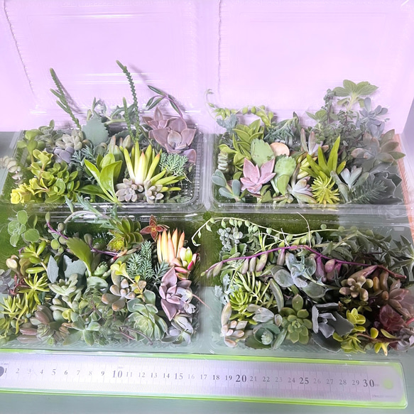 〜多肉植物カット苗詰め合わせ〜100gパック　(フードパック発送) 8枚目の画像