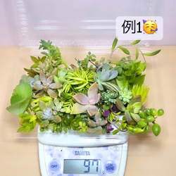 〜多肉植物カット苗詰め合わせ〜100gパック　(フードパック発送) 3枚目の画像