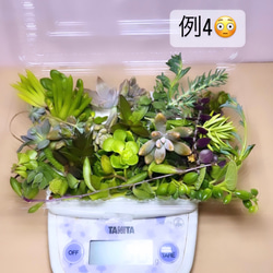 〜多肉植物カット苗詰め合わせ〜100gパック　(フードパック発送) 6枚目の画像